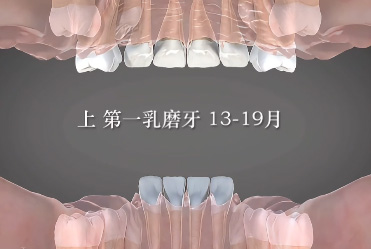 原來牙齒是這樣被換掉的